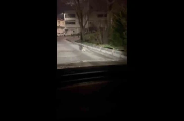 Bursa’da gece yarısı tilki, ağzında kediyle sokakta görüntülendi 