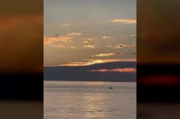 Bursa’da gün doğumunda yunus balıkları görsel şölen oluşturdu 