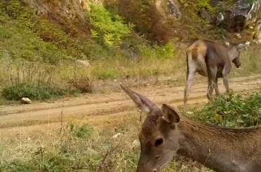 Bursa’nın kızıl geyikleri fotokapana takıldı 