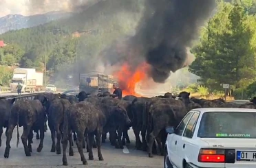 Büyükbaş hayvan yüklü tır alev alev yandı 