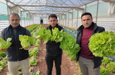 Büyükşehir Belediyesi seralarında kışlık sebze hasadı başladı 