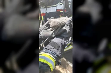 Büyükşehir İtfaiyesi, yangında mahsur kalan 6 kediyi kurtardı 