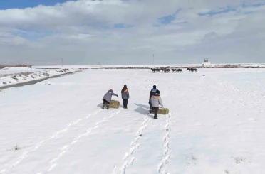 Büyükşehirden ‘dilsiz dostlara’ merhamet eli: Soğuk günlerde sıcak bir dokunuş 