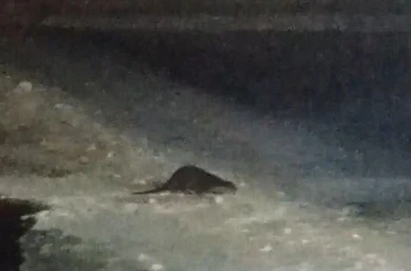 Buz tutan Çoruh’ta su samuru heyecanı: Vatandaşlar "gel gel" diye seslendi 