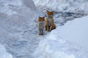 Buzlanma ve dona dikkat 