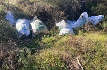 Çaldıkları çam fıstıklarını otların arasına sakladılar 