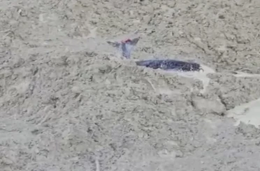 Çamura saplanan karaca için ekipler seferber oldu 