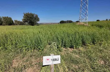 Çanakkale’de 7 yerli ve milli susam çeşidi hasat edildi
