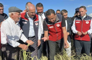 Çanakkale’de damla sulamayla yetiştirilen çeltiklerde hasat zamanı 