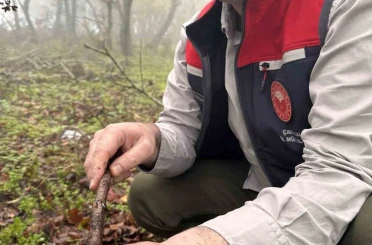 Çanakkale’de hububat zararlısı süneye geçit yok 