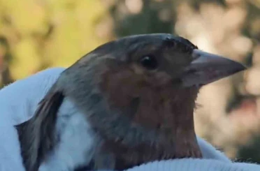 Çanakkale’de ispinoz tedavi sonrası doğaya salındı 
