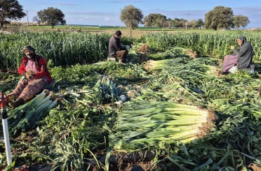 Çanakkale’de kışlık sebzelerde hastalık, zararlı ve yabancı ot sürveyleri gerçekleştirildi 
