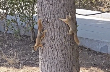 Çanakkale’de milli parkta yaşayan sincaplar isimlerini Troya’nın efsanelerinden aldı 