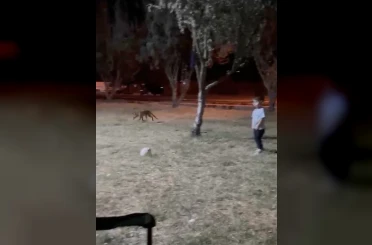 Çanakkale’de minik çocuğun topunu tilki böyle çaldı 