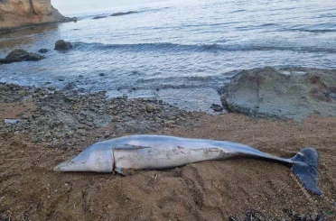 Çanakkale’de ölü yunus balığı sahile vurdu 