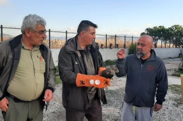 Çanakkale’de yaralı şahin koruma altına alındı 