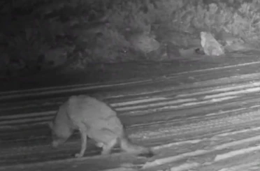 Çankırı’da yaralı kurt ve vaşak fotokapanda 