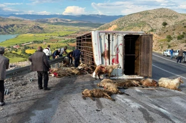 Canlı hayvan taşıyan kamyon kaza yaptı, koyunlar telef oldu 