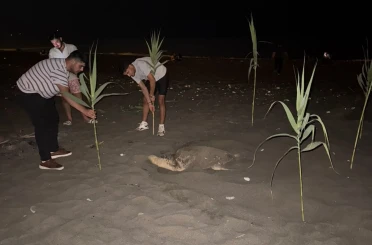 Caretta carettayı yuva yaparken gören gençler, duyarlılık gösterdi önlem aldı 