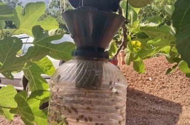 Çarşamba’da kahverengi kokarca mücadelesi sürüyor 