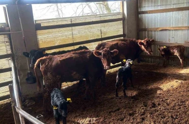 Çaycuma’da yeni doğan buzağılar kayıt altına alındı 