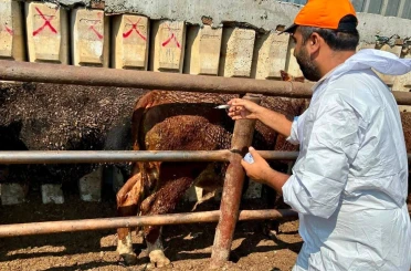Çay’da ithal besilik hayvanlara sağlık kontrolü 