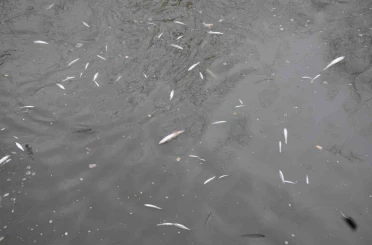 Çayda korkutan görüntü: Yüzeye çıkan balıklar ölüyor 