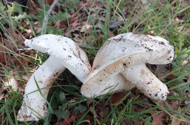 Çayır mantarını toplaması zahmetli yemesi lezzetli 