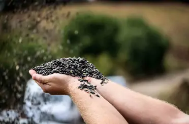 Çayırlı’da "doğanın sarı gelini" ayçiçeğinde hasat başladı