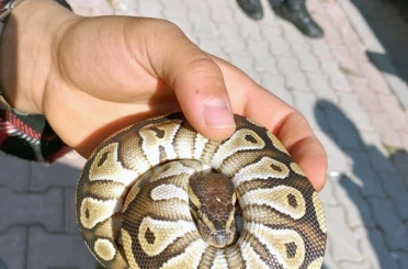 Cebinden yavru piton yılanı çıktı