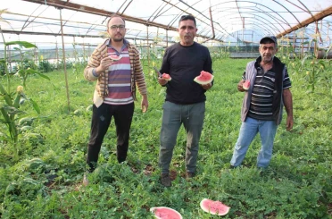 Çekirdek karpuzun hasadı başladı: 3 ayda hasat ediliyor, 1 ayda tükeniyor 