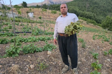 Çekirgeler üreticinin kabusu oldu 