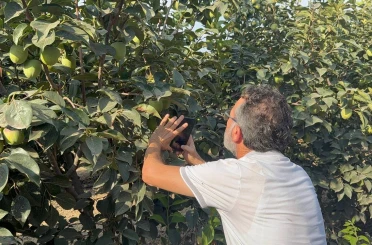 Cennet hurması üreticilerine "Akdeniz meyve sineği" uyarısı 