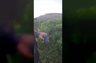 Çermik’te üzüm hasadı başladı 