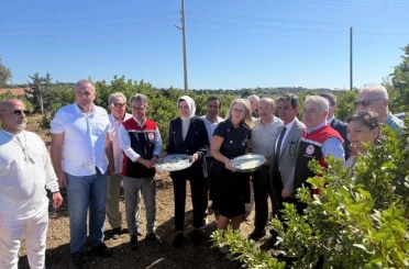 Çeşme’de damla sakızı ve zeytin hasadı başladı 