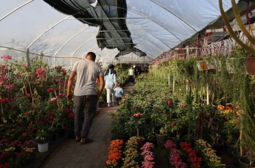 Çiçekçilerde Öğretmenler Günü yoğunluğu: Buket yerine saksı çiçekleri tercih ediliyor 