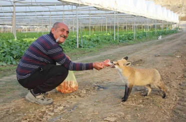 Çiftçi ile tilkinin sıra dışı dostluğu: Serasını koruyan tilkiyi et ve dönerle besliyor 