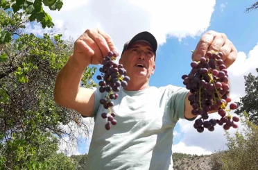 Çiftçiler kışlık hazırlığında: Pekmezlik üzümlerin hasadı yapıldı 