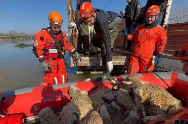 Çiftliklerde mahsur kalan hayvanlar botla kurtarılıyor 