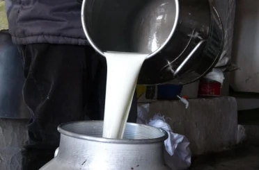 Çiğ süt fiyatları belli 