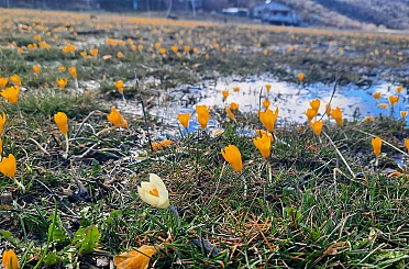 Çiğdemlerin açtığı Bartlı Yaylası'nda görsel şölen