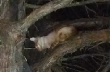 Çıktığı ağaçta mahsur kalan kediyi itfaiye kurtardı 