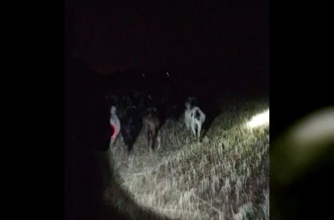 Çivril jandarması kayıp keçileri kısa sürede bulundu 