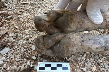 Çizgili sırtlan sanıldı, kurt çıktı 