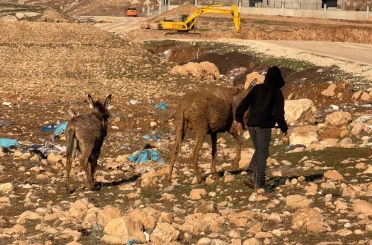 Cizre’de bataklığa saplanan eşekler kurtarıldı 
