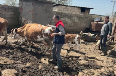 Cizre’de hayvan sağlığı için yoğun mesai 