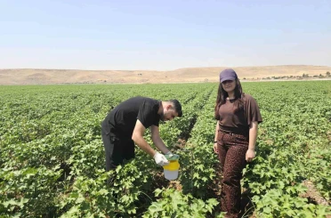 Cizre’de pamuk tarlalarına "Feromon Tuzaklı" koruma 