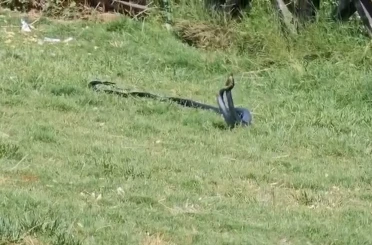 Cizre’de yılanların dansı kameraya yansıdı 