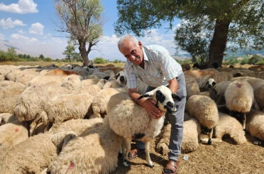 Çoban krizi büyüyor: Bir aylık ücret 130 bin TL’ye çıktı 