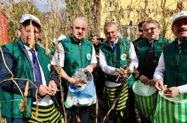 Coğrafi işaret tescilli ‘Akkuş Şeker Fasulyesi’nde hasat başladı 